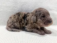 Toby, a male Bernedoodle for sale in Tulsa, OK – Photo 7 of 10