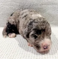 Atlas, a male Bernedoodle for sale in Tulsa, OK – Photo 2 of 10