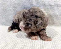 Atlas, a male Bernedoodle for sale in Tulsa, OK – Photo 4 of 10