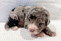 Atlas, a male Bernedoodle for sale in Tulsa, OK – Photo 5 of 10