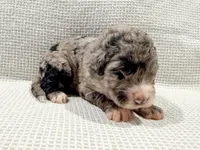 Atlas, a male Bernedoodle for sale in Tulsa, OK – Photo 3 of 10