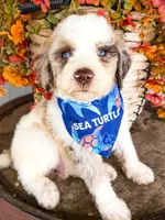 Marshall, a male Miniature Aussiedoodle for sale in Tulsa, OK – 8 of 10