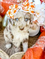 Annie , a female Aussiedoodle for sale in Tulsa, OK – 8 of 8