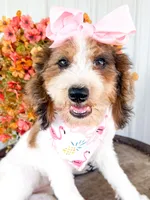 Pebbles , a female Miniature Aussiedoodle for sale in Tulsa, OK – 3 of 9