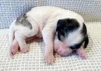 Vera, a female Miniature Aussiedoodle for sale in Tulsa, OK – Photo 2 of 10