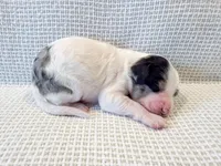 Vera, a female Miniature Aussiedoodle for sale in Tulsa, OK – Photo 7 of 10