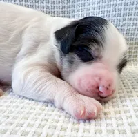Vera, a female Miniature Aussiedoodle for sale in Tulsa, OK – Photo 4 of 10