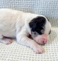 Vera, a female Miniature Aussiedoodle for sale in Tulsa, OK – Photo 3 of 10