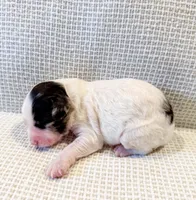 Vera, a female Miniature Aussiedoodle for sale in Tulsa, OK – Photo 9 of 10