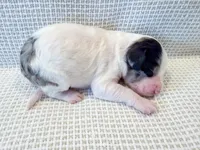 Vera, a female Miniature Aussiedoodle for sale in Tulsa, OK – Photo 5 of 10