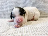 Vera, a female Miniature Aussiedoodle for sale in Tulsa, OK – Photo 6 of 10