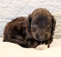 Theo, a male Aussiedoodle for sale in Tulsa, OK – 8 of 9