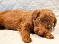 Ziggy, a male Aussiedoodle for sale in Tulsa, OK – 5 of 10