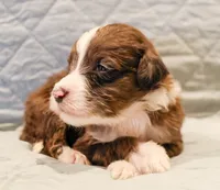 Bentley , a male Aussiedoodle for sale in Tulsa, OK – 6 of 8