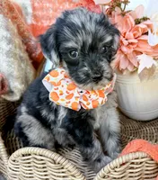 Dexter, a male Aussiedoodle for sale in Tulsa, OK – 10 of 10