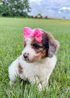 Pebbles , a female Miniature Aussiedoodle for sale in Tulsa, OK – 2 of 10