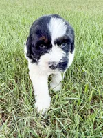 Po, a male Miniature Aussiedoodle for sale in Tulsa, OK – 7 of 10
