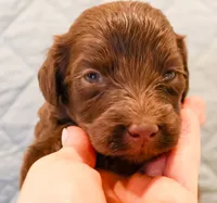 Ziggy, a male Aussiedoodle for sale in Tulsa, OK – 2 of 10