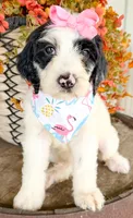 Vera, a female Miniature Aussiedoodle for sale in Tulsa, OK – 2 of 10
