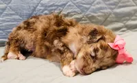 Annie , a female Aussiedoodle for sale in Tulsa, OK – 4 of 9