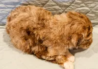 Annie , a female Aussiedoodle for sale in Tulsa, OK – 6 of 9