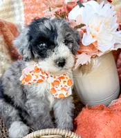 Patch , a male Aussiedoodle for sale in Tulsa, OK – 9 of 10