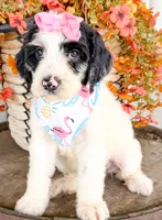 Vera, a female Miniature Aussiedoodle for sale in Tulsa, OK – 5 of 10