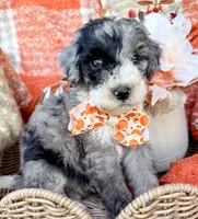 Patch , a male Aussiedoodle for sale in Tulsa, OK – 8 of 10