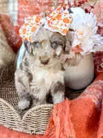 Annie , a female Aussiedoodle for sale in Tulsa, OK – 5 of 8
