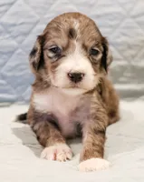 Clara Bow, a female Aussiedoodle for sale in Tulsa, OK – 2 of 10
