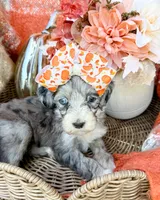 Clara Bow 🎀, a female Aussiedoodle for sale in Tulsa, OK – 4 of 10