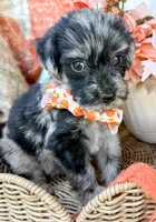Dexter, a male Aussiedoodle for sale in Tulsa, OK – 9 of 10