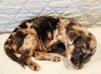 Dexter, a male Aussiedoodle for sale in Tulsa, OK – 5 of 10