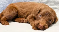 Ziggy, a male Aussiedoodle for sale in Tulsa, OK – 9 of 10