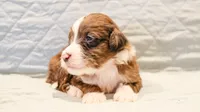 Bentley , a male Aussiedoodle for sale in Tulsa, OK – 7 of 8