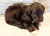 Theo, a male Aussiedoodle for sale in Tulsa, OK – 2 of 9