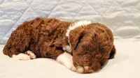 Raven , a female Aussiedoodle for sale in Tulsa, OK – 7 of 9