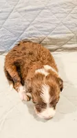 Bentley , a male Aussiedoodle for sale in Tulsa, OK – 4 of 8