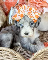 Clara Bow 🎀, a female Aussiedoodle for sale in Tulsa, OK – 10 of 10