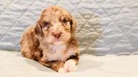 Annie , a female Aussiedoodle for sale in Tulsa, OK – 7 of 9
