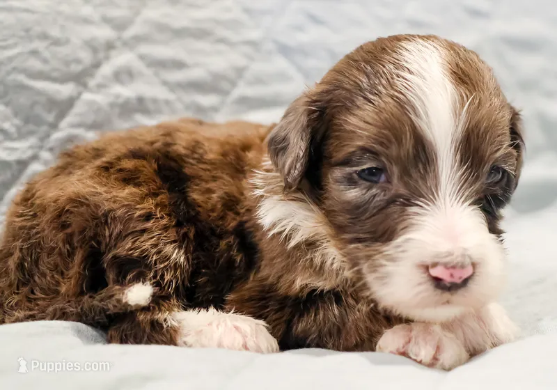 Bentley  – Aussiedoodle puppy for sale in Tulsa, OK