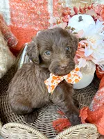 Ziggy, a male Aussiedoodle for sale in Tulsa, OK – 3 of 9