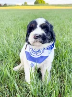 Po, a male Miniature Aussiedoodle for sale in Tulsa, OK – 9 of 10