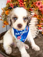 Marshall, a male Miniature Aussiedoodle for sale in Tulsa, OK – 1 of 10