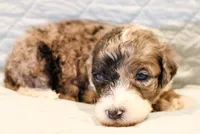 Patch , a male Aussiedoodle for sale in Tulsa, OK – 4 of 9
