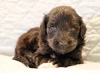 Theo, a male Aussiedoodle for sale in Tulsa, OK – 5 of 9