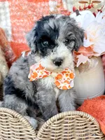 Patch , a male Aussiedoodle for sale in Tulsa, OK – 5 of 10