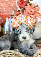 Clara Bow 🎀, a female Aussiedoodle for sale in Tulsa, OK – 2 of 10