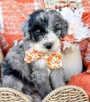 Patch , a male Aussiedoodle for sale in Tulsa, OK – 3 of 10
