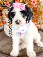 Vera, a female Miniature Aussiedoodle for sale in Tulsa, OK – 10 of 10